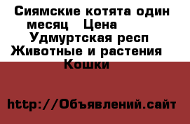 Сиямские котята один месяц › Цена ­ 500 - Удмуртская респ. Животные и растения » Кошки   